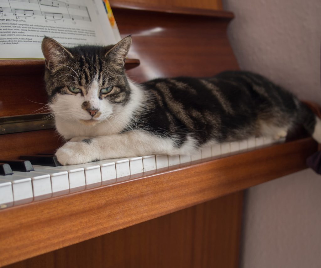 Cat on piano